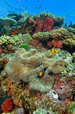 Fijian coral reef.