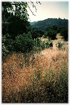 The land at Villa Montalvo.