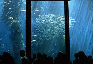 Monterey Bay Aquarium.