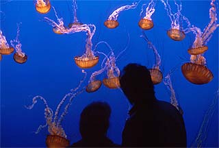 Monterey Bay Auarium sea nettle jellyfish.