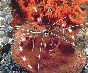 Banded coral shrimp.
