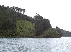 image, Marlborough Sounds's clearcut forests.