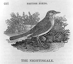 The Nightingale, British Birds, plate 236, courtesy of Dickinson College.