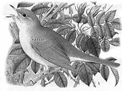 Nightingale, courtesy of 1999 Russian bird guide to the Balkans.