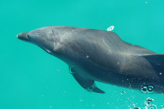 Dolphin in Loreto Bay.