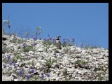 Traditionally non-native species like this horned lark have readily taken to the rocky open spaces of the Pumice Plain.