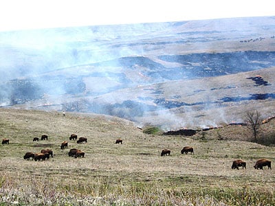 Bison and fire.