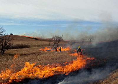 Stripping the tallgrass.