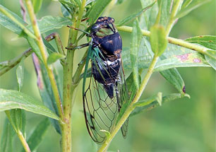 Swamp cicada