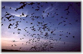 Bats emerging from a cave.