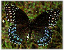 Female Diana fritillary.