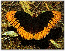 Male Diana fritillary.