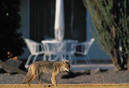 Coyote near backyard.