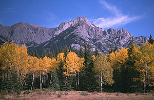 Golden aspens and spruce beneath Montana mountains.