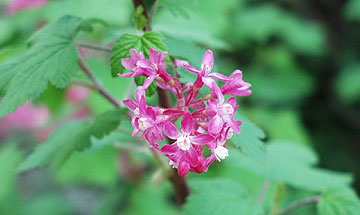 Red-flowering currant.
