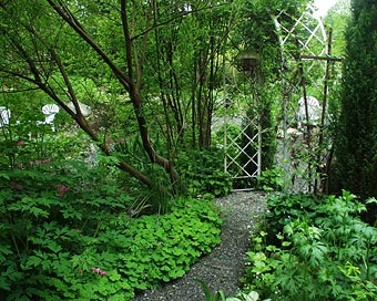 Garden with native plants.
