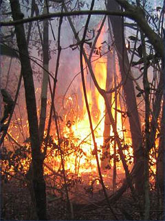 Experimental fire in the Amazon basin. Photo courtesy Woods Hole Research Center.