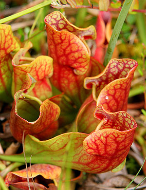 Carnivorous pitcher plants on Raspberry Island Bog, Isle Royale National Park. 