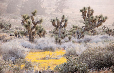 Joshua trees and goldfields on a misty evening. 