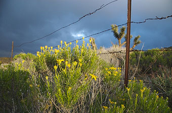 Cooper's goldenbush along a fenceline.
