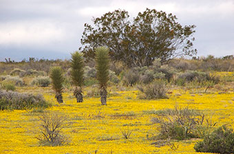 Joshua tree bloom above a goldfield carpet.