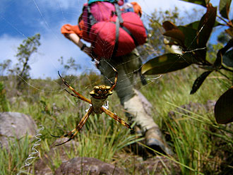 Frederic passes a spider on its web on the climb up El Abismo.