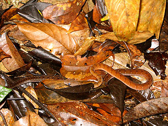 A well-camouflaged snake on the raniforest floor.