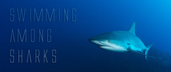 Swimming Among Sharks