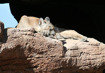Mountain lion sleeping at Arizona-Sonora Desert Museum.