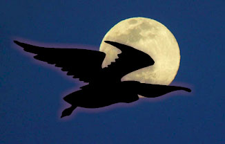 Ghoulish moonbird and full moon.