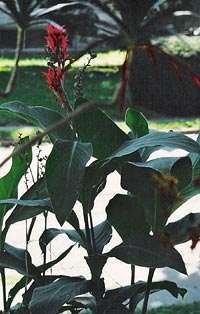 Canna lilies.