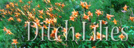 Ditch Lilies