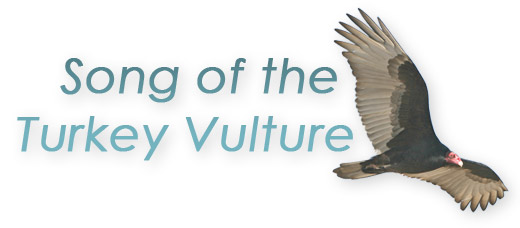 Song of the Turkey Vulture