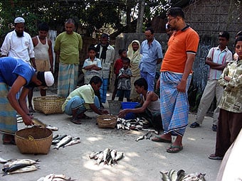 Men divvying fish caught in the pond.