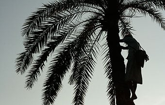 Man climbing palm.