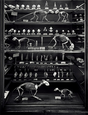 Middle of Three Panes from "Animal Logic"