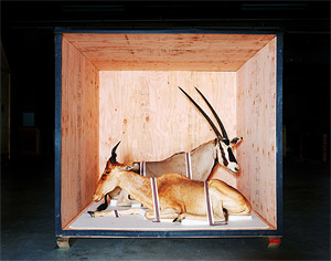 "Smithsonian Antelope"