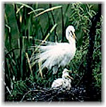 Egrets at the Rookery.