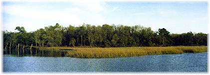 Wetlands and forest beyond Shelmore Creek.