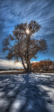 Bosque del Apache Cottonwood, New Mexico, 2011