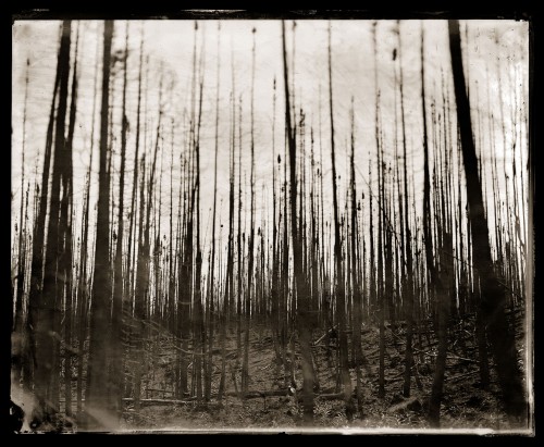 We dream coniferous...