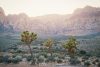 Early morning Joshua trees in Mojave Desert