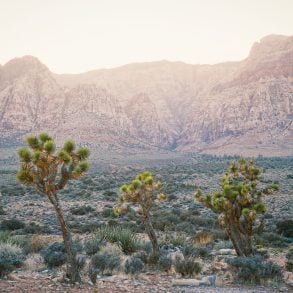 Early morning Joshua trees in Mojave Desert