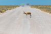 An antelope on a dirt road