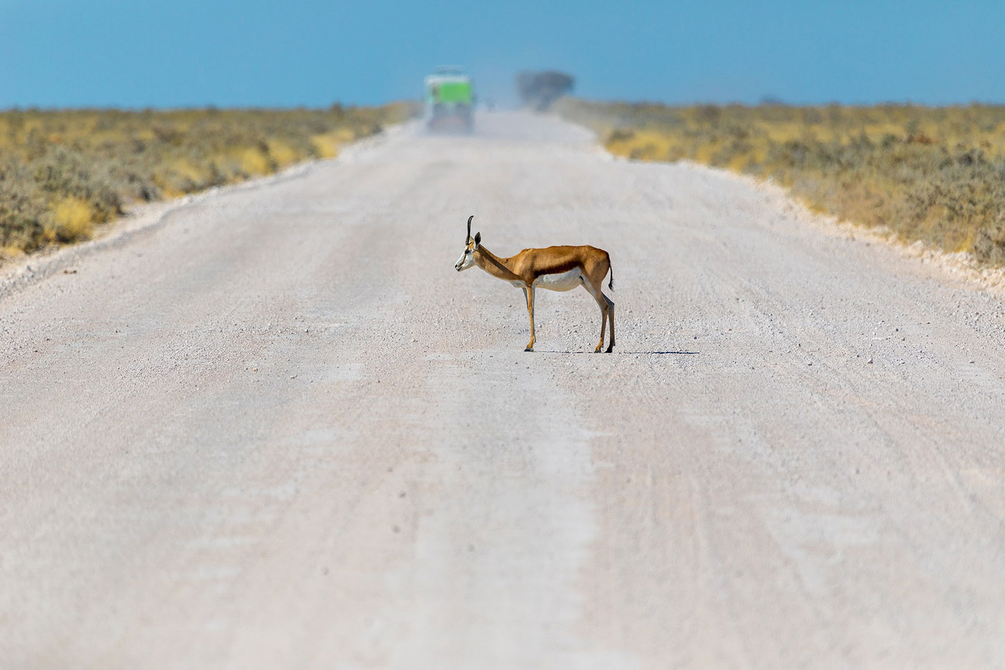 An antelope on a dirt road