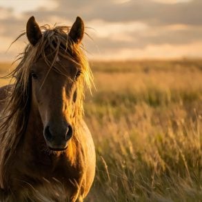 Wild horse in the golden light of evening