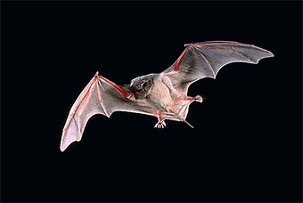 bat Bat