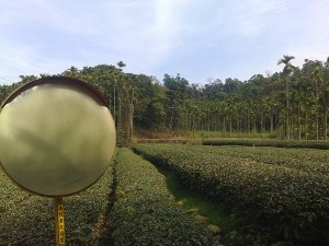 Chushan (lowlands) tea farm