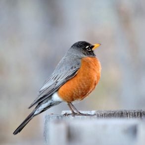 American robin