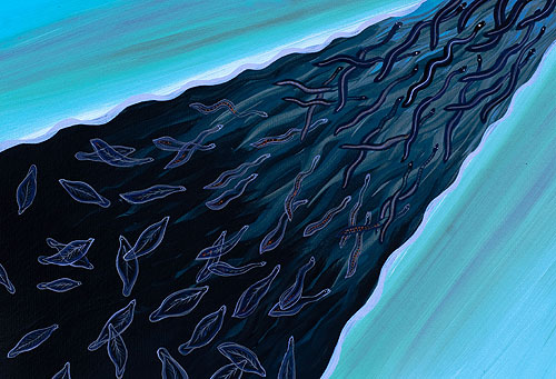 eels2 The lifecycle of the eels